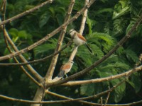 Brown-crowned Tchagra (Tchagra australis)