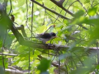 White-tailed Alethe (Alethe diademata)