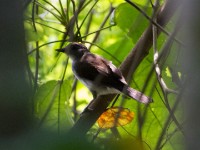White-tailed Alethe (Alethe diademata)