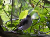 White-tailed Alethe (Alethe diademata)