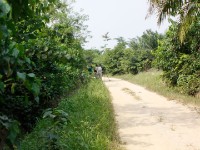 Abrafo Forest Kakum NP