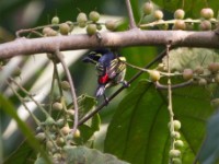 Red-rumped Tinkerbird (Pogoniulus atroflavus)