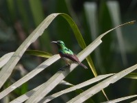 Olive-bellied Sunbird (Cinnyris chloropygius)