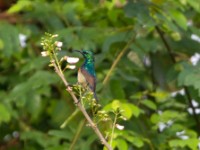 Olive-bellied Sunbird (Cinnyris chloropygius)