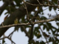 Speckled Tinkerbird (Pogoniulus scolopaceus)