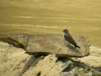 Rock Pratincole (Glareola nuchalis)