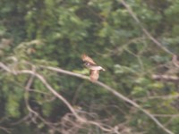 Rock Pratincole (Glareola nuchalis)