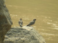 Rock Pratincole (Glareola nuchalis)