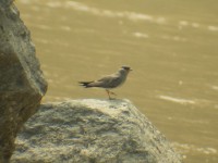 Rock Pratincole (Glareola nuchalis)