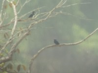 White-bibbed Swallow (Hirundo nigrita)