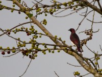 Violet-backed Starling (Cinnyricinclus leucogaster)