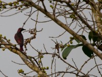 Violet-backed Starling (Cinnyricinclus leucogaster)