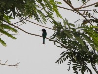Black Bee-eater (Merops gularis)