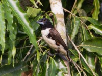 Magpie Mannikin (Lonchura fringilloides)