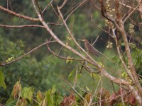 Striated Heron (Butorides striata)