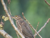 Striated Heron (Butorides striata)