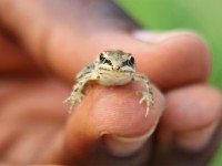 Victoria Grassland Frog (Ptychadena aequiplicata)