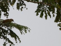 Little Grey Greenbul (Eurillas gracilis)