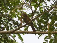 Little Grey Greenbul (Eurillas gracilis)