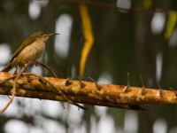 Olive Sunbird (Cyanomitra olivacea)