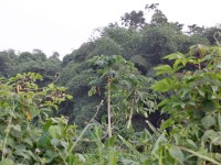 Jyaware Road Kakum NP