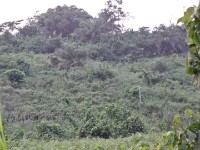 Jyaware Road Kakum NP