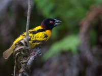 Village Weaver (Ploceus cucullatus)