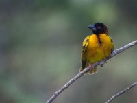 Village Weaver (Ploceus cucullatus)