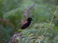 Vieillot's Black Weaver (Ploceus nigerrimus)