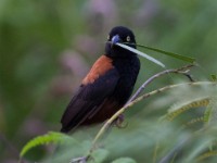 Vieillot's Black Weaver (Ploceus nigerrimus)