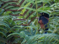 Vieillot's Black Weaver (Ploceus nigerrimus)