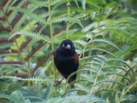 Vieillot's Black Weaver (Ploceus nigerrimus)
