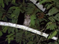 Fraser's Eagle-Owl (Bubo poensis)