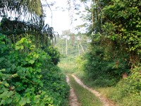 Abrafo Forest Kakum NP