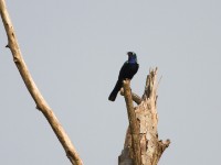 Splendid Starling (Lamprotornis splendidus)
