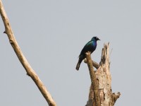 Splendid Starling (Lamprotornis splendidus)