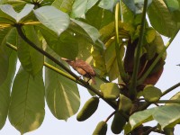 Bristle-nosed Barbet (Gymnobucco peli)