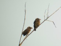 Bristle-nosed Barbet (Gymnobucco peli)