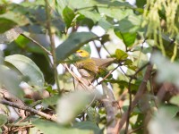 Yellow-browed Camaroptera (Camaroptera superciliaris)