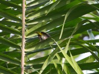 Yellow-browed Camaroptera (Camaroptera superciliaris)