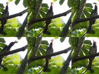 Red-billed Dwarf Hornbill (Lophoceros camurus)