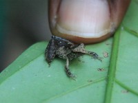 Frog Abrafo Forest Kakum NP