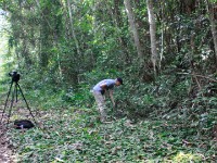 Abrafo Forest Kakum NP