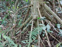 Abrafo Forest Kakum NP