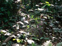 Abrafo Forest Kakum NP