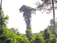 Abrafo Forest Kakum NP