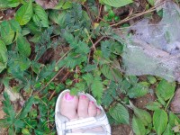 Abrafo Forest Kakum NP