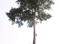 Abrafo Forest Kakum NP