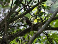 Blue-headed Wood Dove (Turtur brehmeri)
