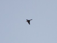 Rosy Bee-eater (Merops malimbicus)